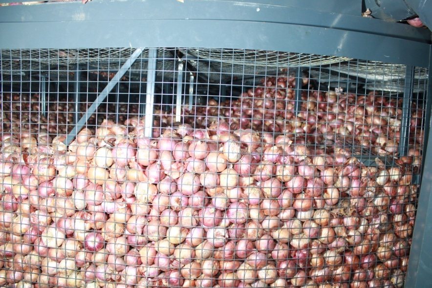 Onions stored in KALA's controlled-atmosphere storage racks
